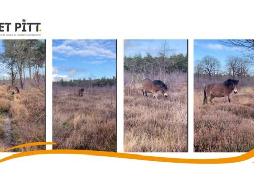 Een stap in de natuur